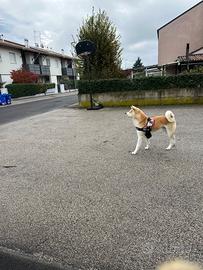 Akita inu