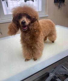 Barboncina mini con pedigree