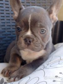 Bulldog francese