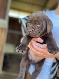 Labrador marroni con pedigree