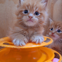 ULTIMA cucciola Maine Coon con Pedigree