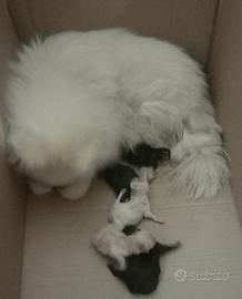 Cuccioli spitz di Pomerania