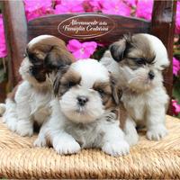 Cuccioli shihtzu