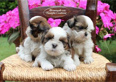 Cuccioli shihtzu