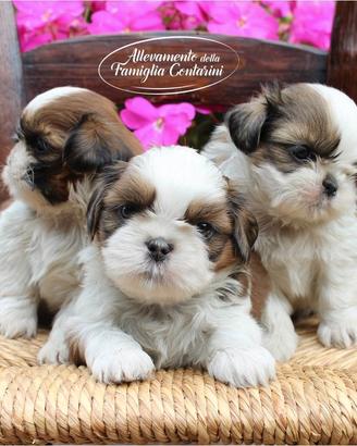 Cuccioli shihtzu
