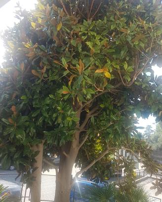 albero magnolia
