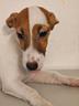 milly-jack-russell-femmina-
