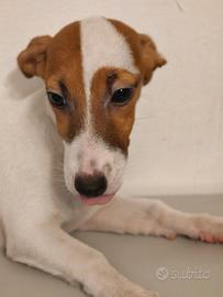 Milly Jack Russell femmina 