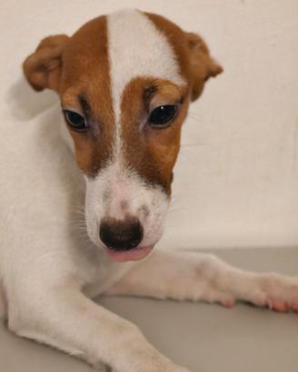 Milly Jack Russell femmina 