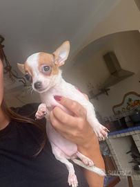 Chihuahua