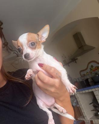 Chihuahua