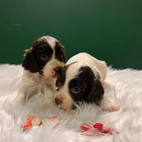 Cucciole di Springer spaniel inglese