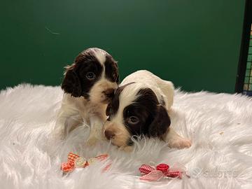 Cucciole di Springer spaniel inglese