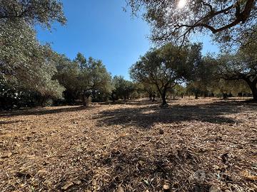 Oliveto con 60 piante