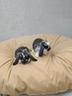 conigli-nani-ariete-mini-lop