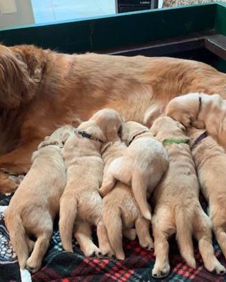 Cuccioli di Golden di 2 mesi ad Aosta