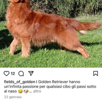 Cuccioli di Golden retriever americano Bologna