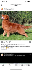 Cuccioli di Golden retriever americano Bologna