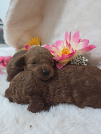 Barboncino mini toy top quality