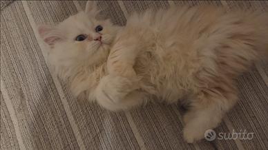 Gatto persiano