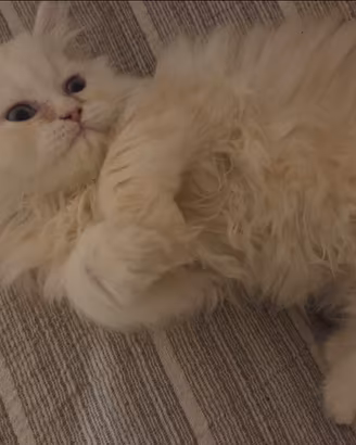 Gatto persiano