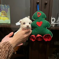 Maltipoo femmina