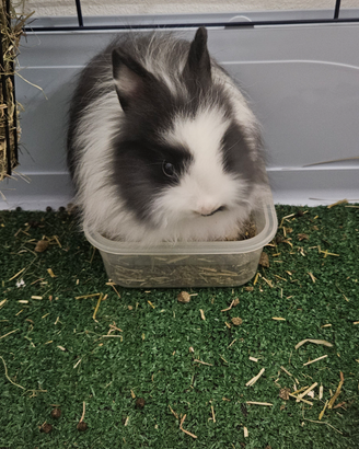 2 coniglietti nani + gabbia accessoriata