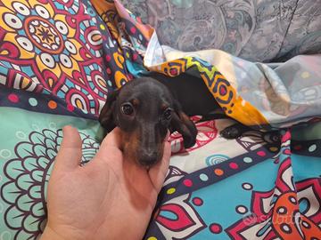 Bassotta cucciola kaninchen