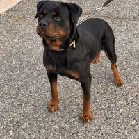 Rottweiler