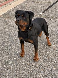 Rottweiler