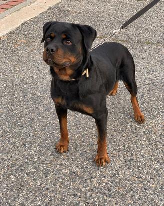 Rottweiler