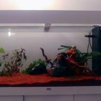 Acquario Juwel Rio 180 con supporto COMPLETO