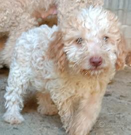 Cuccioli di Lagotto