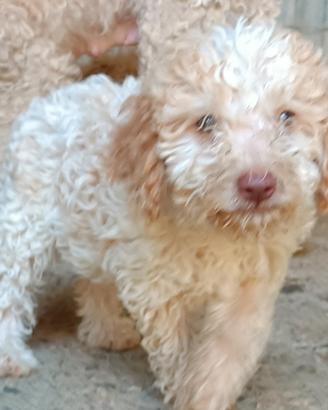 Cuccioli di Lagotto