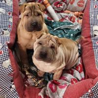 Cucciola di Sharpei