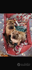 Cucciola di Sharpei