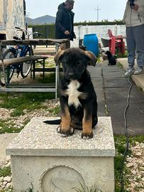 Cuccioli incrocio cane corso e pastore tedesco