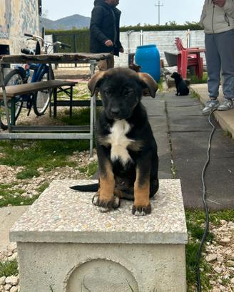 Cuccioli incrocio cane corso e pastore tedesco