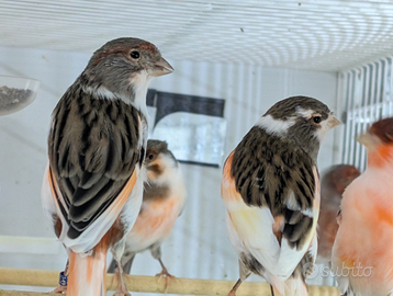 Canarini Portoghesi giovani