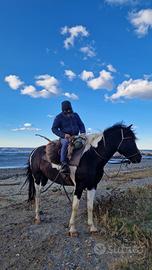 Tre cavalli & un pony