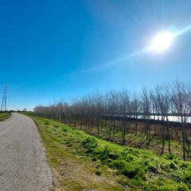 Pioppeto in golena del fiume Po a Occhiobello