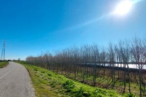 Pioppeto in golena del fiume Po a Occhiobello