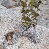 scultura in pietra raffigurante la Sardegna.