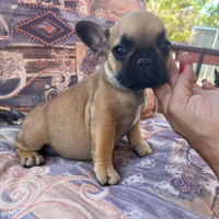 Bulldog Francese
