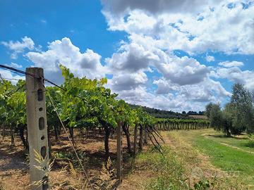 Terreno Agricolo a Lanuvio