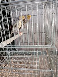 Canarini agata topazio giallo mosaico