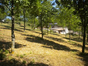 Terreno agricolo con annesso