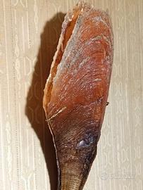 bivalve nacchera