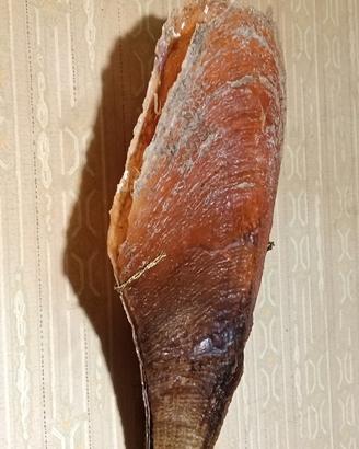 bivalve nacchera