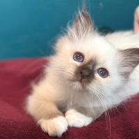 SACRI DI BIRMANIA, dolcissimi cuccioli